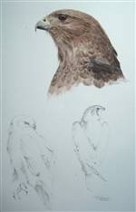 Bird of Prey Painting